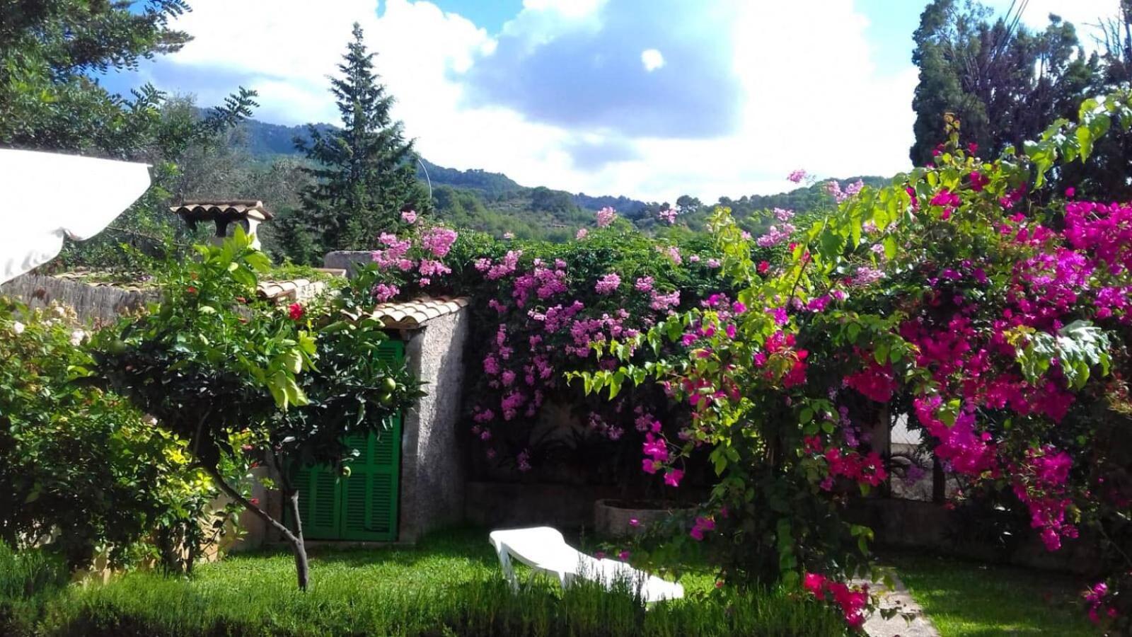 Bougainvillea *